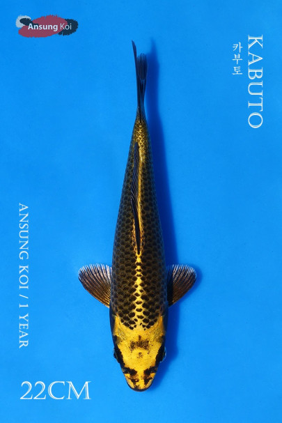 카부토 22cm