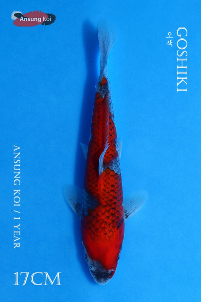 오색 17cm