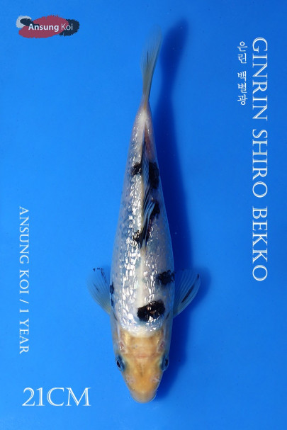 은린 백별광21cm