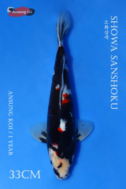 소화삼색 33cm