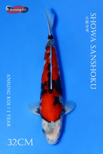 소화삼색 32cm