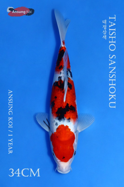 대정삼색 34cm