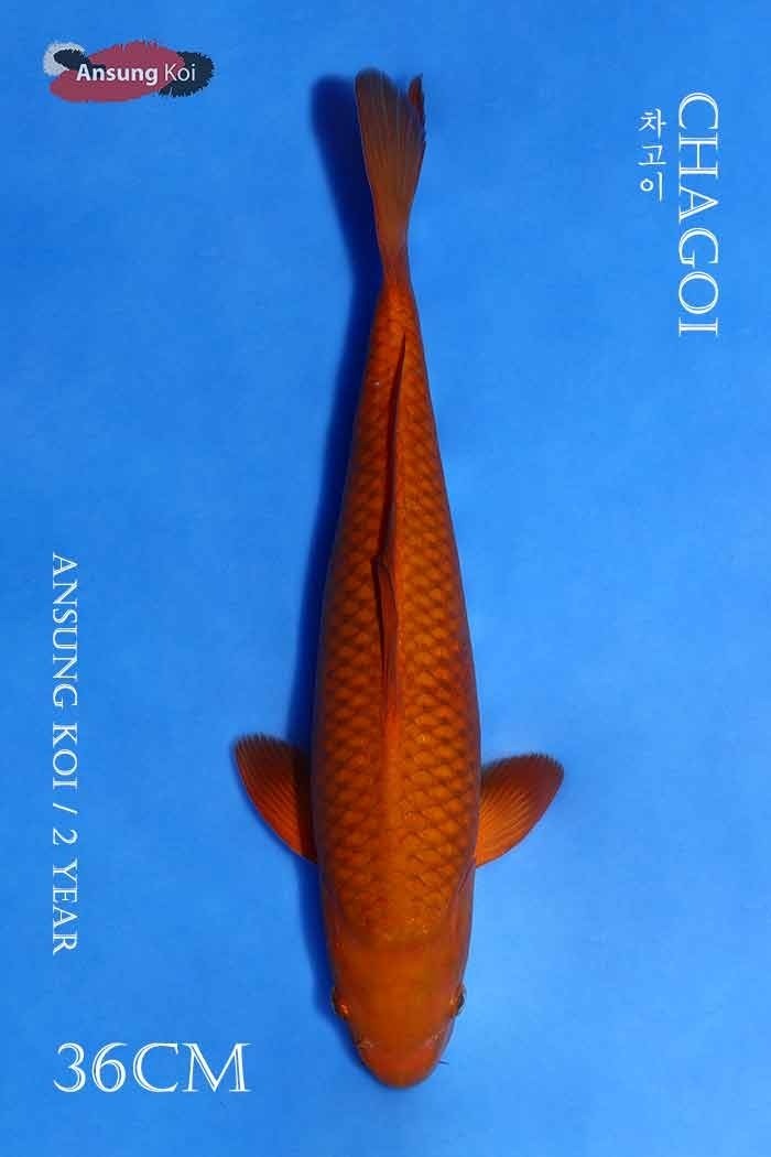 차고이 36cm