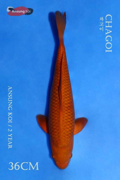 차고이 36cm