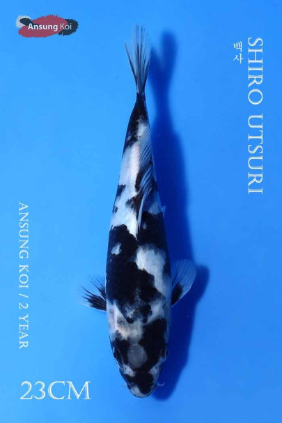 백사 23cm