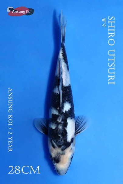 백사 28cm