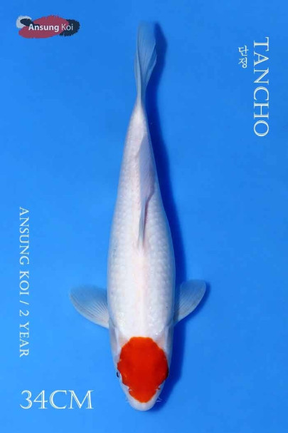 단정 34cm