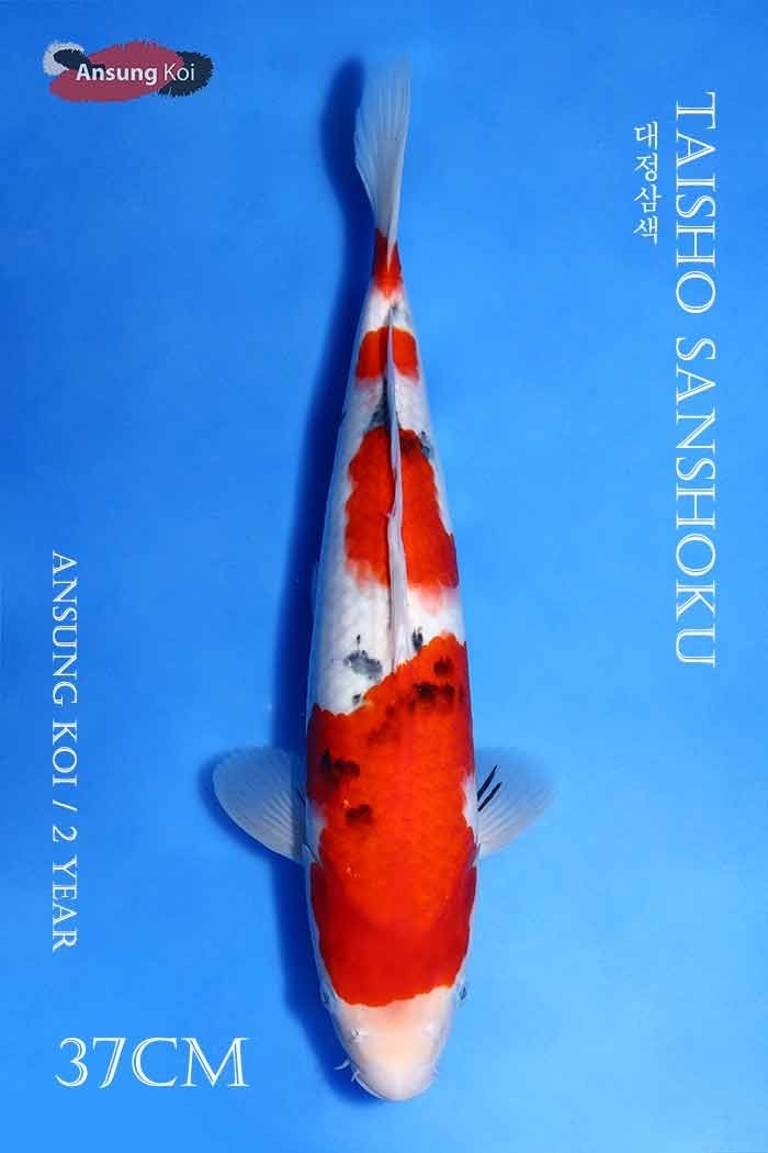 대정삼색 37cm