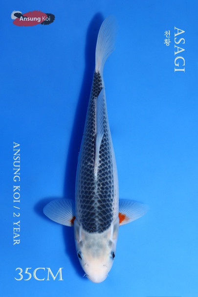 천황 35cm