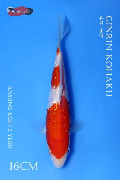 은린 홍백 16cm