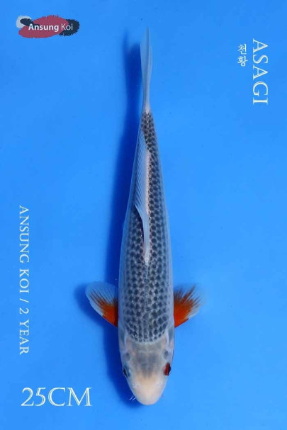 천황 25cm