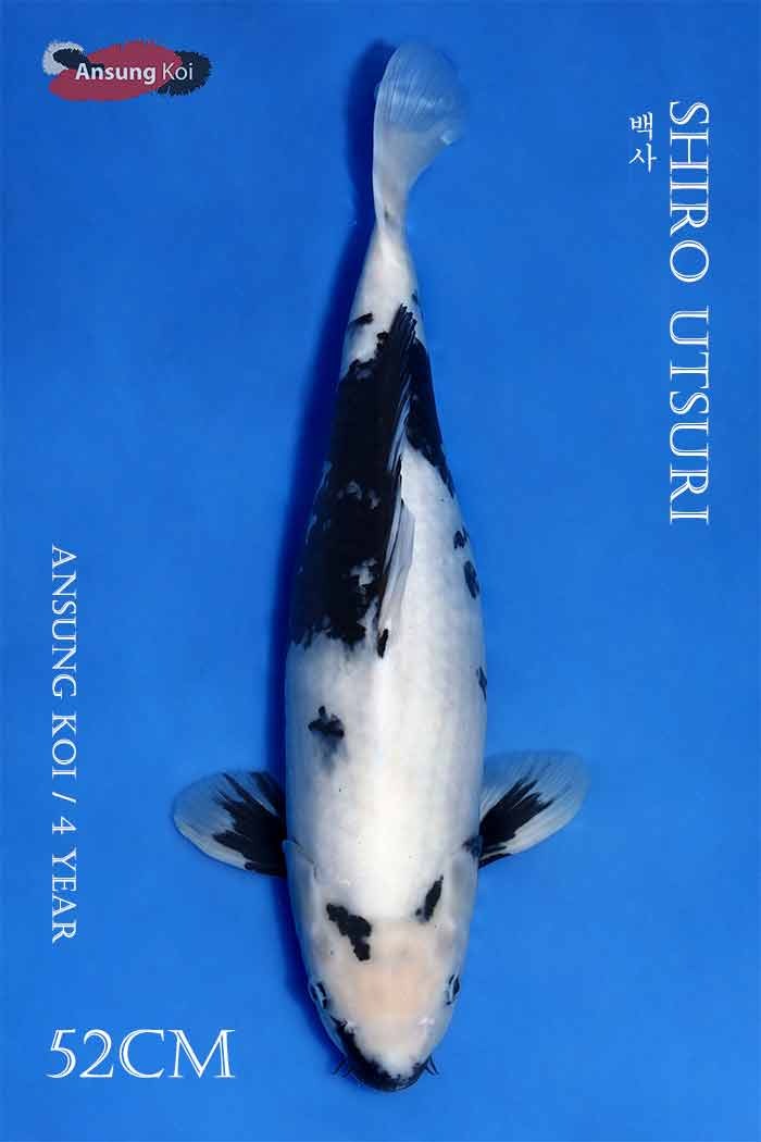 백사 52cm