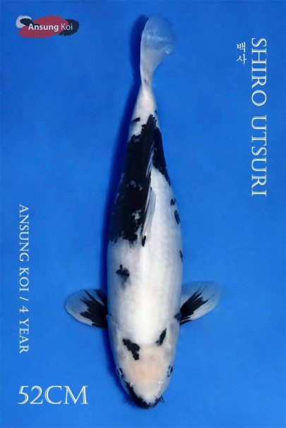 백사 52cm