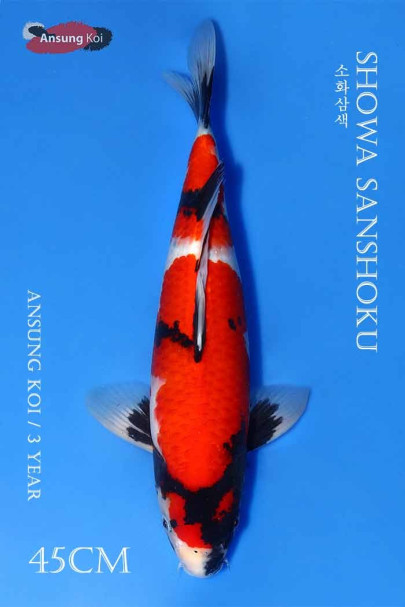 소화삼색 45cm