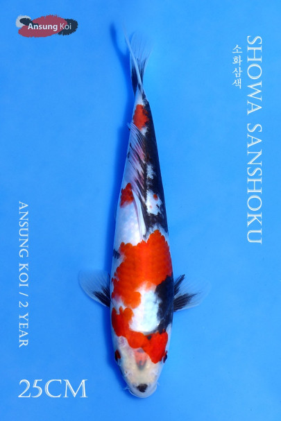 소화삼색 25cm