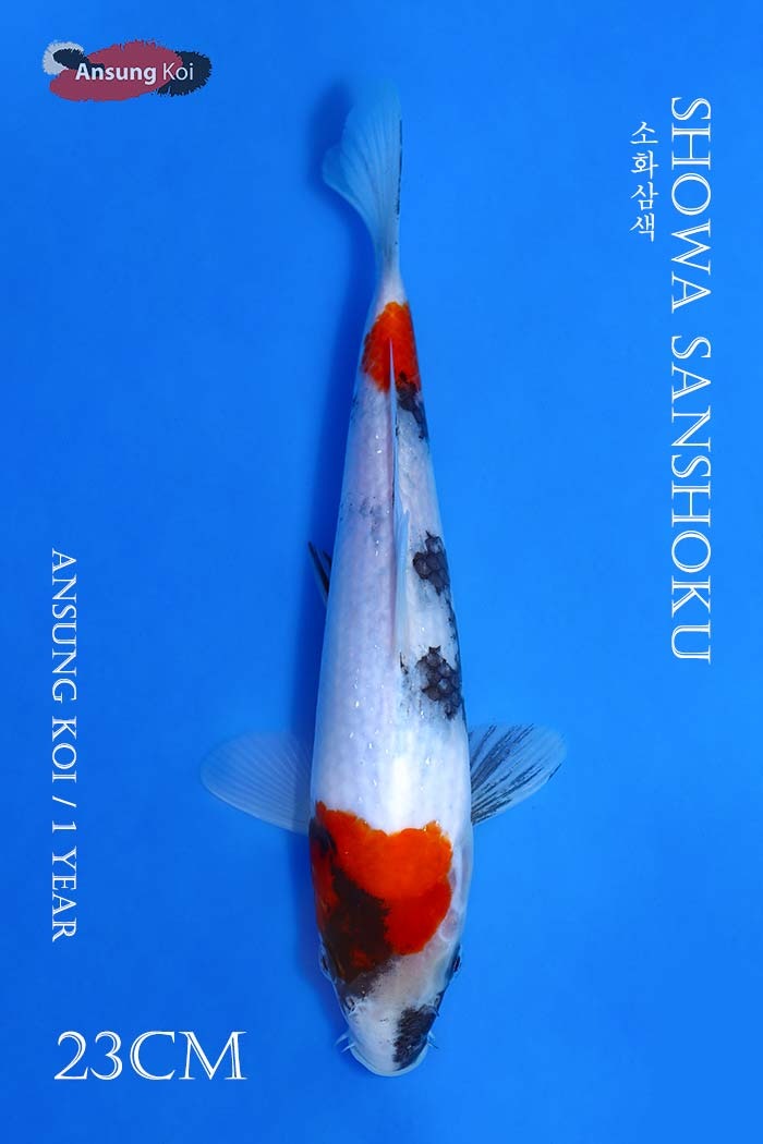 소화삼색 23cm