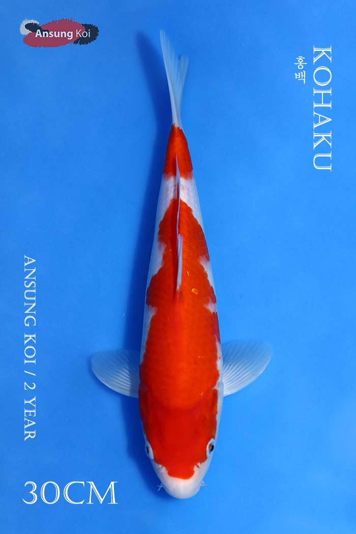 홍백 30cm
