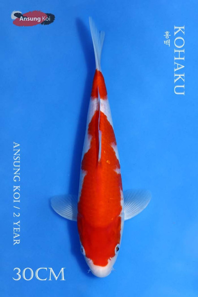홍백 30cm