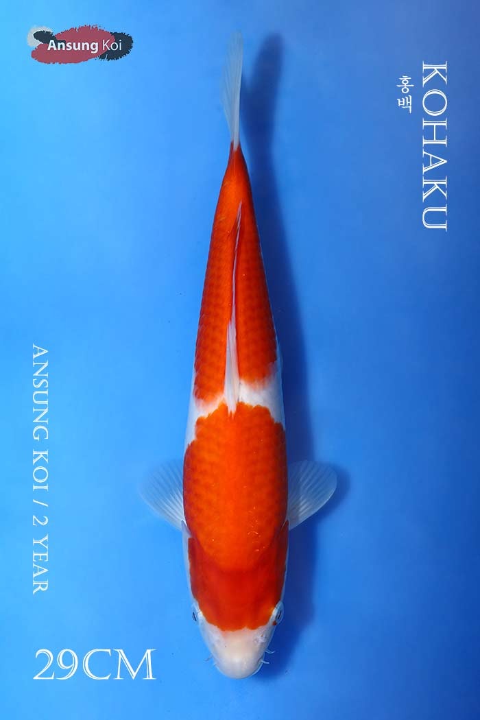 홍백 29cm