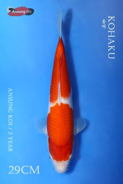 홍백 29cm