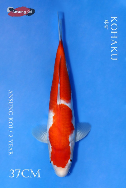 홍백 37cm