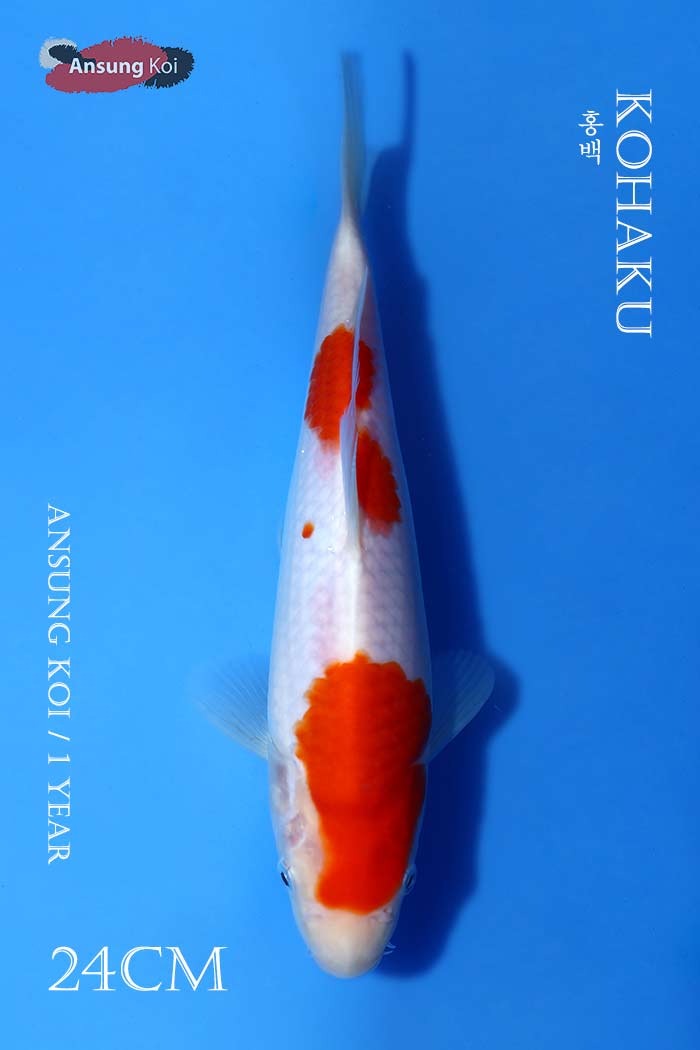 홍백 24cm