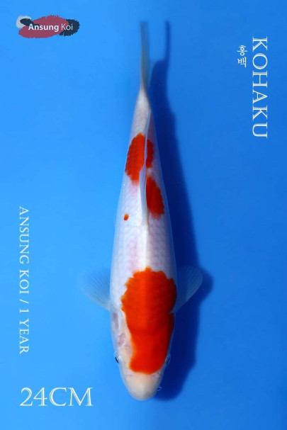 홍백 24cm