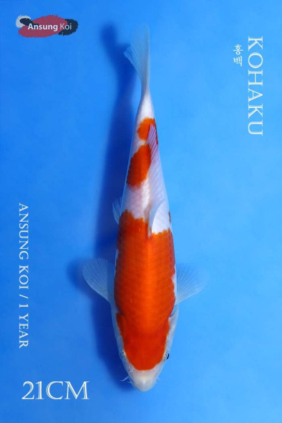 홍백 21cm