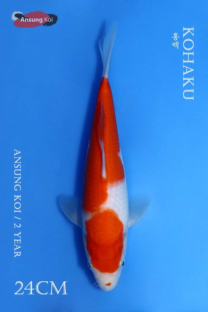 홍백 24cm
