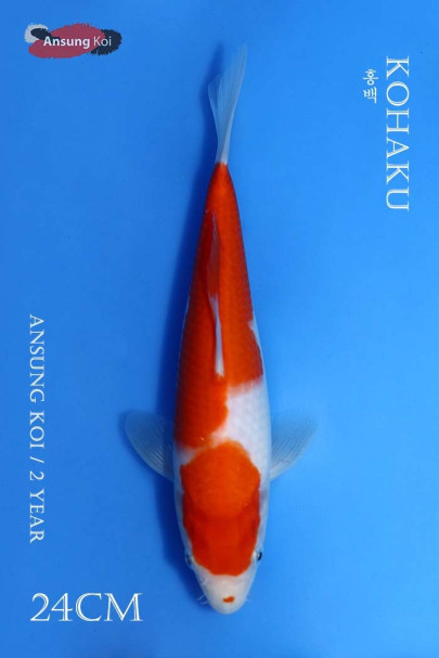 홍백 24cm