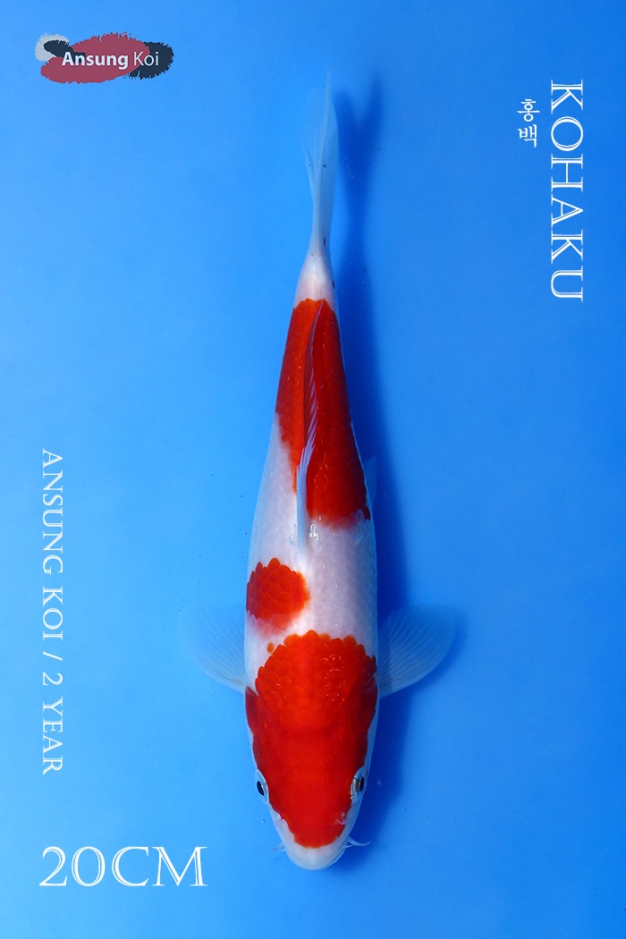 홍백 20cm