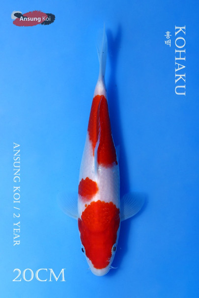 홍백 20cm
