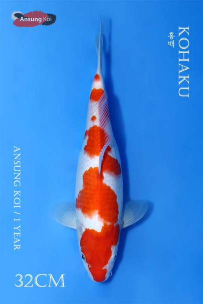 홍백 32cm
