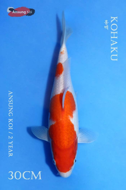홍백 30cm