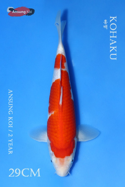 홍백 29cm