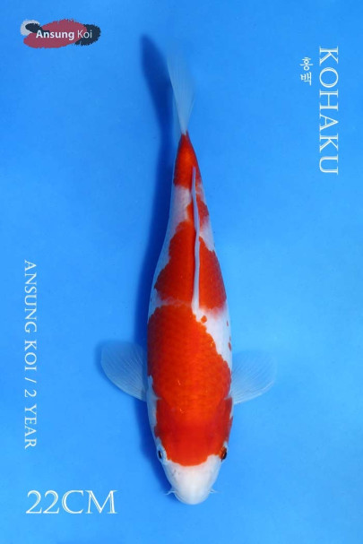 홍백 22cm