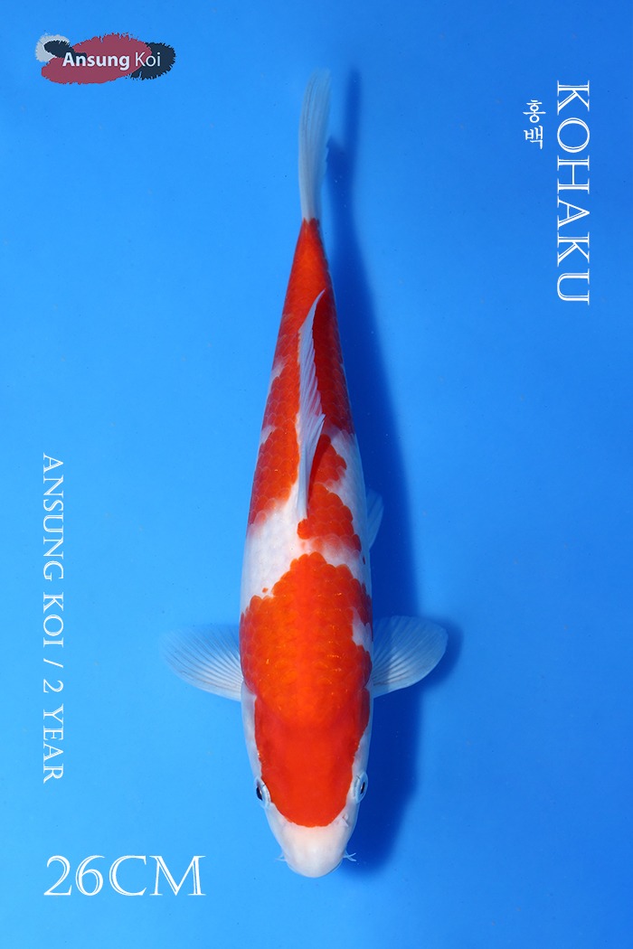 홍백 26cm