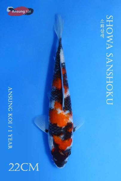 소화삼색 22cm