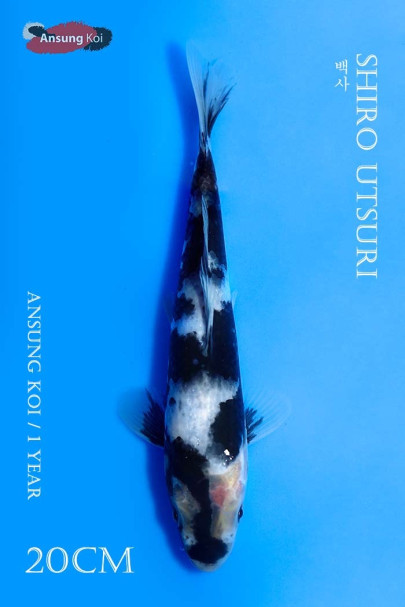 백사 20cm