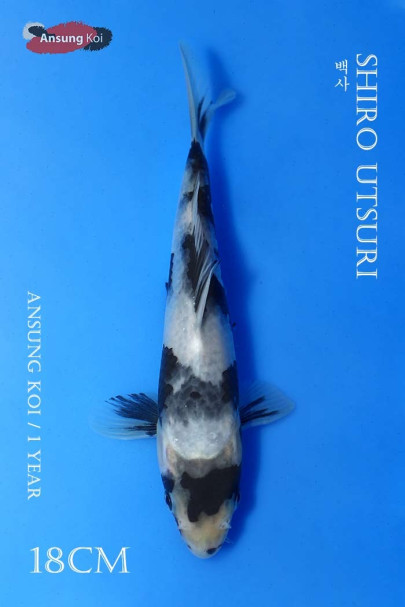 백사 18cm