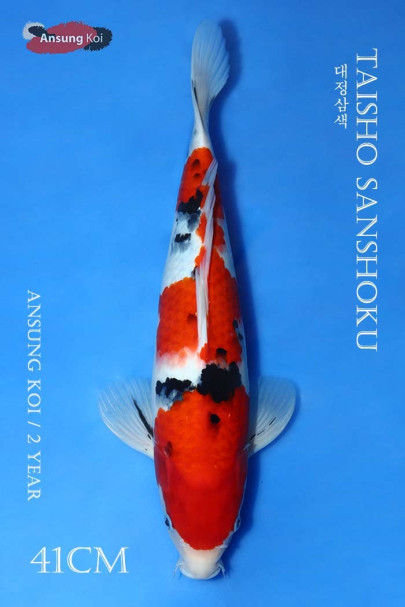 대정삼색 41cm