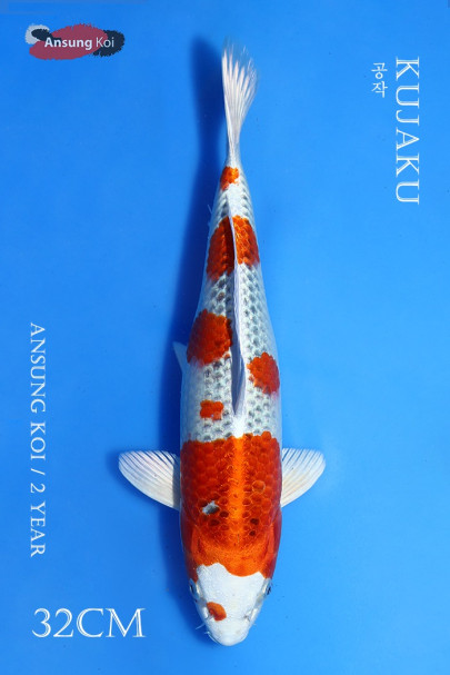 공작 32cm