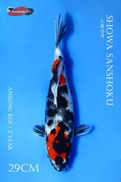 소화삼색 29cm