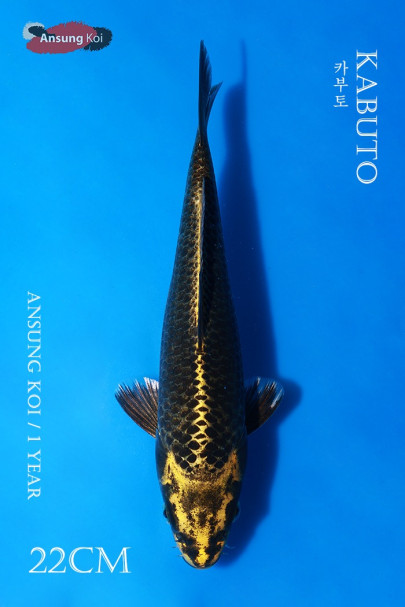 카부토 22cm