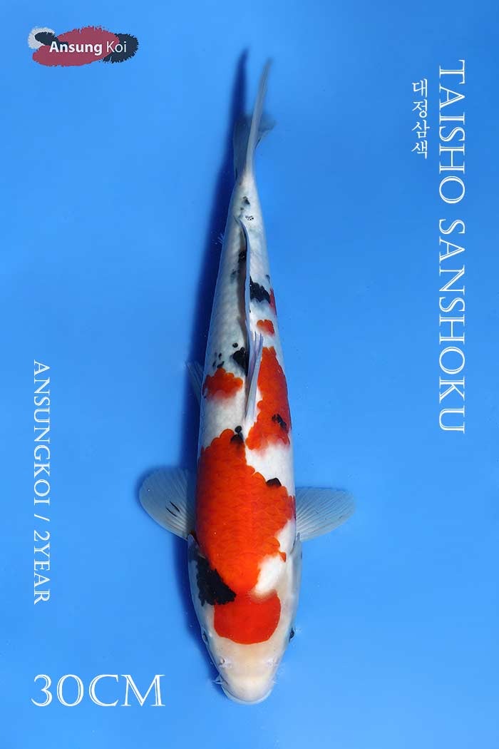 대정삼색 30cm