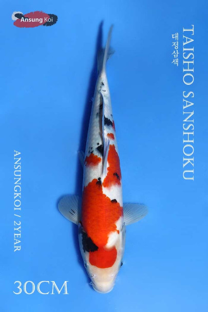 대정삼색 30cm