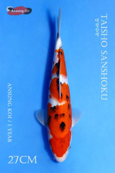 대정삼색 27cm