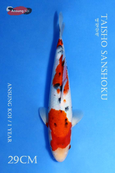 대정삼색 29cm