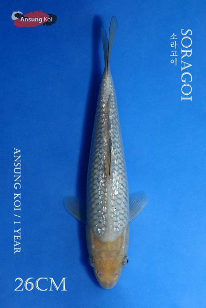 은린 소라고이 26cm