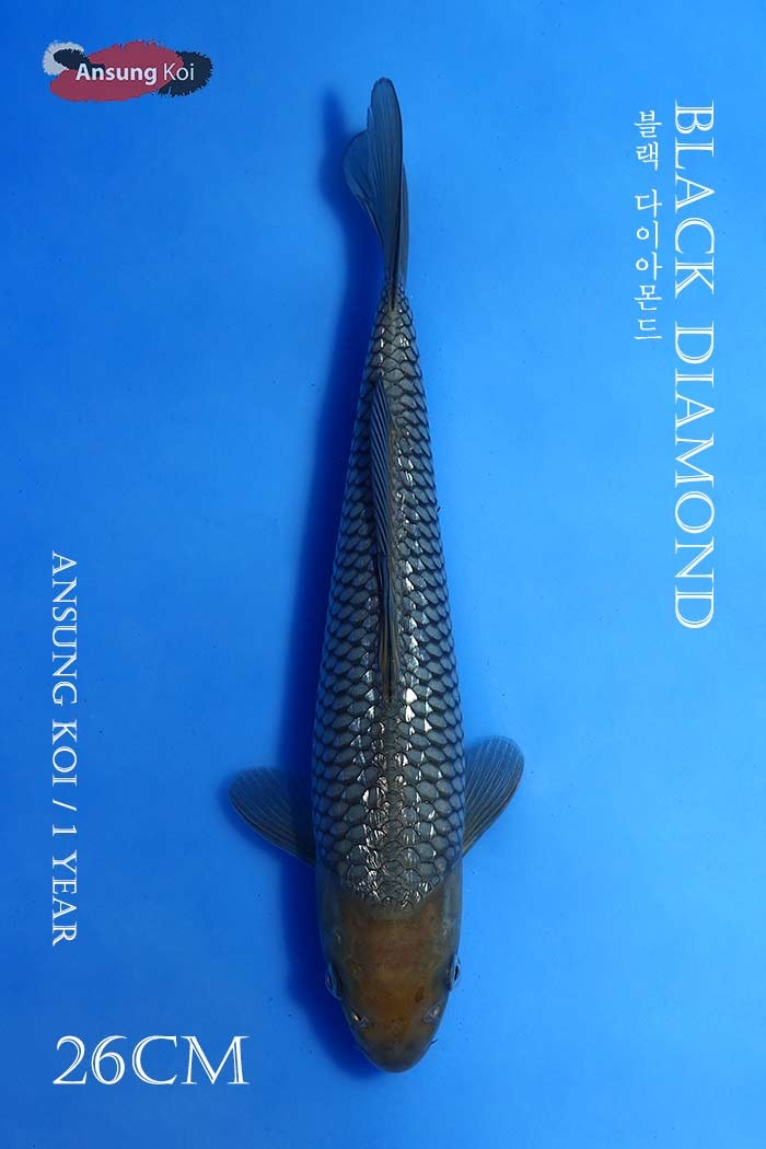 블랙다이아몬드 26cm